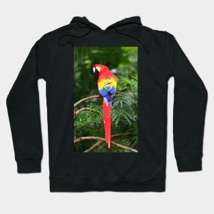 Scarlet Macaw - Costa Rica Hoodie